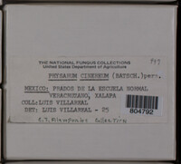 Physarum cinereum image